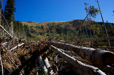 Avalanche evidence and the upper meadows above.