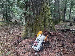 Lots of really big trees in the Little Beaver valley