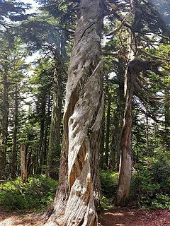 Interesting tree shell