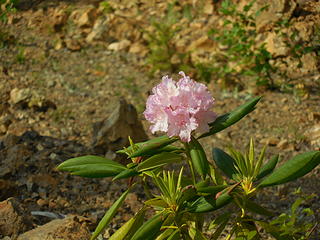 MtCrag-Blooming rhodies