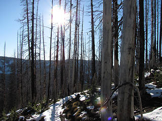 Ghost forest and sunshine