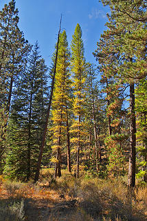 Larch almost gold. 
Shevlin park, Bend OR, 10/11/16