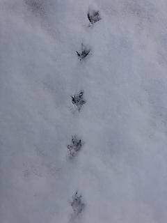 Animal tracks, Sultan foothills