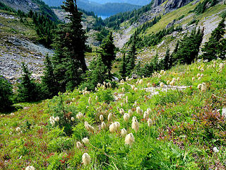 Western Pasque flower (thanks Nordique!)