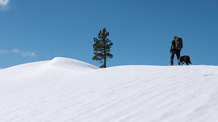 A lone tree grows on the summit of Teanaway Butte