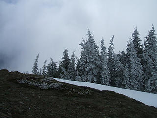 Frosted trees on Baldy