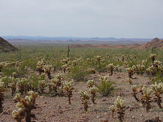 cholla forest