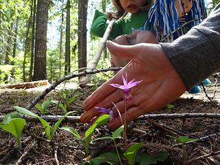 Fairy slipper orchid. There were many along the trail.