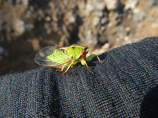 cicada visitor
