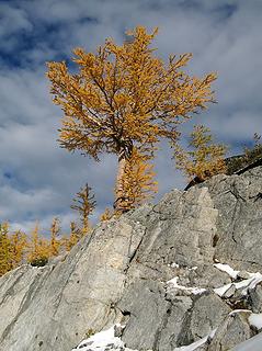 Larch atop a rock wall