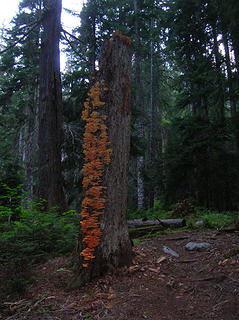 "Chicken of the forest"