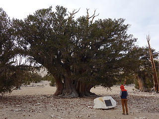 Victoria views the largest bristlecone known