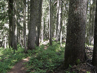 Views back in forest after leaving Grand Park.