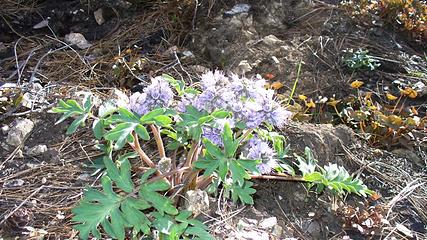 A few flowers