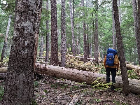 Nice open forest