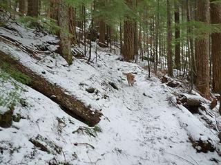 We hit snow at about 2800' as we enter the trees