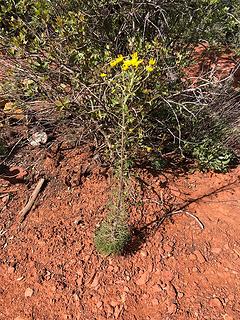 Bell Rock Vortex, Sedona 4/16/19