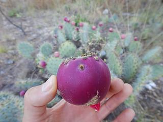 prickly pear