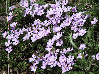 phlox