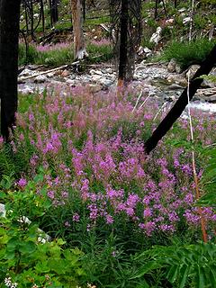 Fireweed by the river