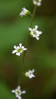Tiny white flower stalk detail