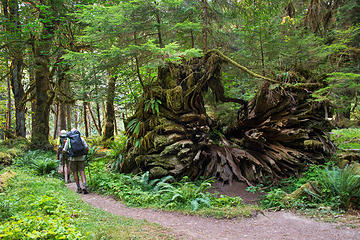 Quinalt River Trail