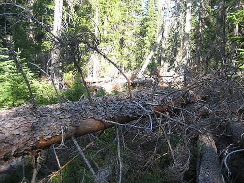 typical down logs on the trail