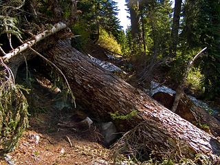 Big deadfall across PCT