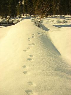 Canine Tracks