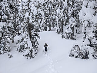 Traversing to Island Lake through a snow-plastered old growth forest. Thank goodness the loggers never made it in this far.