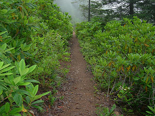 Rhodies at 4100 ft/5.6 mi