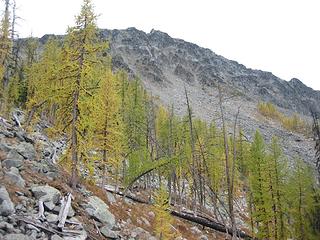 larches below Tiffany