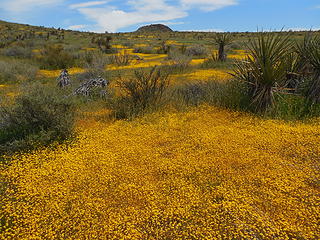 Yellow carpet