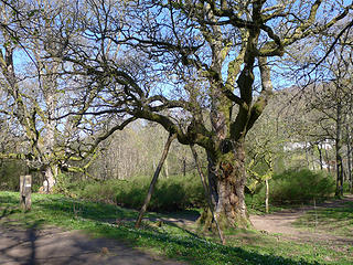 Birnam Wood