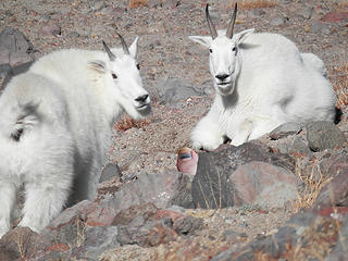 Goats on Goat Island