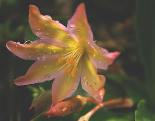 Tweedyii Lewisia3