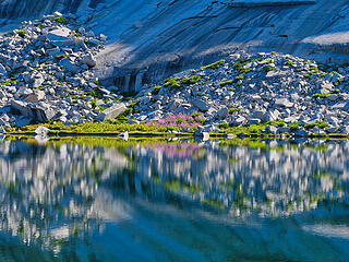 Bloom across the Lake