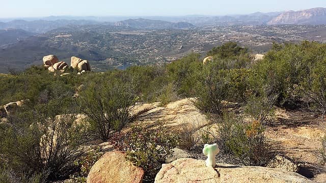 Froggy enjoying the view