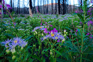 Flower riot just before the trailhead