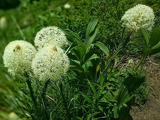 Bear Grass