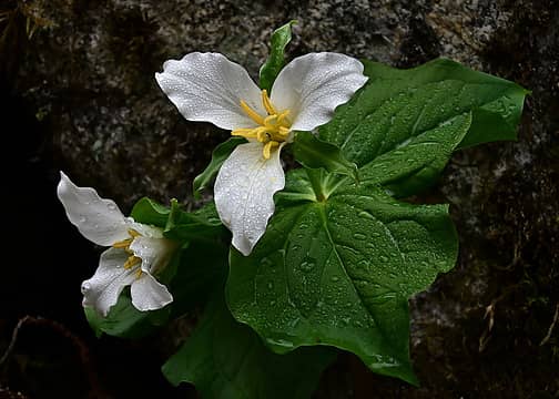 May: Trillium along the Iron Goat Trail