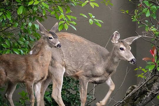 Visitors in the back yard tonight