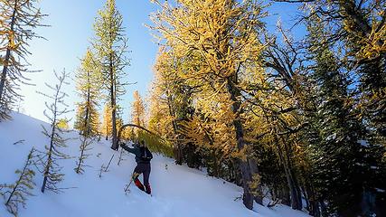 Neil among the larch