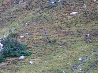 Deer in Leroy Creek Basin