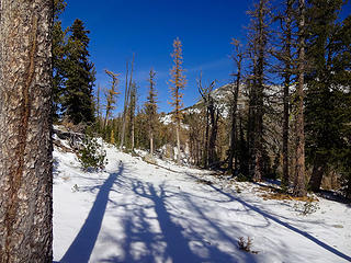 Bare larches casting long shadows.