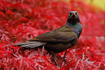 Common Grackle, with another stare