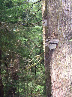 The Barclay Creek trail features old growth with large shelf fungi.