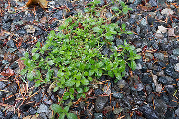 Dingford trailhead plant