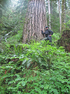 SG with a HUGE old growth tree