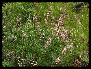 Pink Lupine